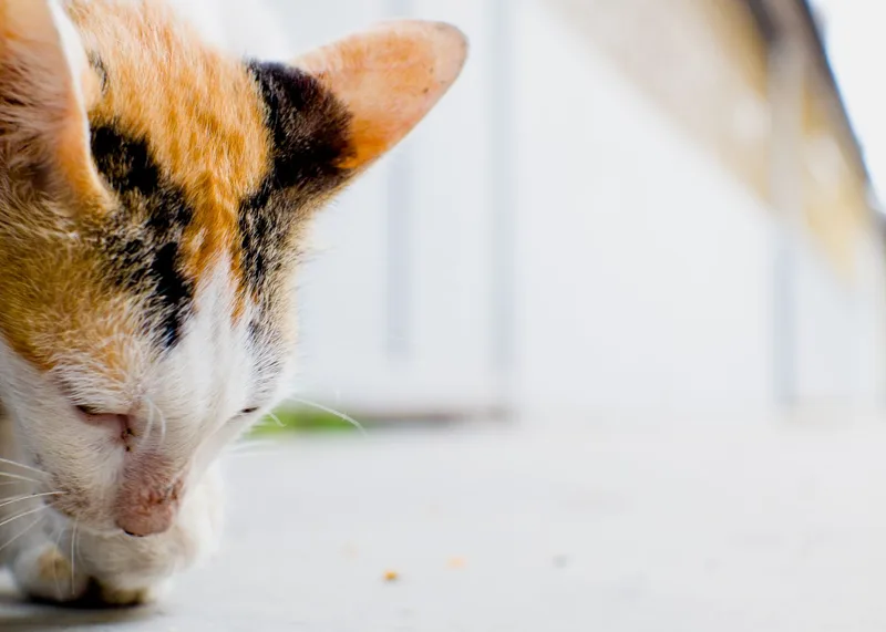 Dreifarbige Katze auf einem hellen Fußboden